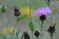 Centaurea nigra