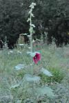 Alcea rosea