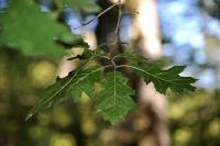 Quercus rubra