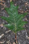 Quercus rubra