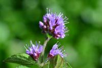 Mentha aquatica