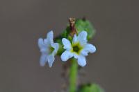 Heliotropium europaeum