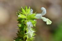 Stachys annua