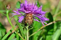 Centaurea jacea