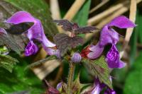 Lamium maculatum