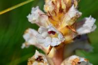 Orobanche picridis-hieracioidis