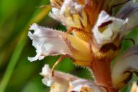 Orobanche picridis-hieracioidis