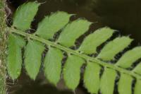 Polystichum setiferum