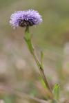 Globularia bisnagarica