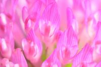 Trifolium pratense
