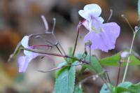 Impatiens balfouri