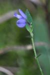 Polygala serpyllifolia
