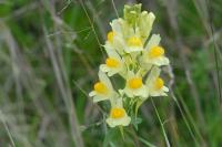 Linaria vulgaris