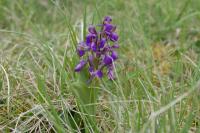 Anacamptis morio
