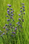 Echium vulgare