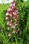 Orchis purpurea