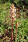Orobanche amethystea