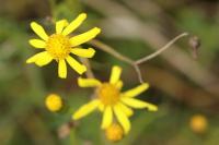 Senecio inaequidens