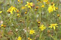 Senecio inaequidens