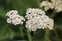 Achillea millefolium