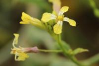 Raphanus raphanistrum