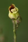 Scrophularia nodosa