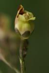 Scrophularia nodosa