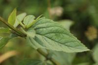 Scrophularia nodosa