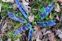 Orchis mascula