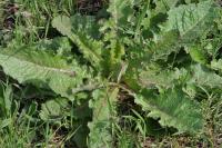 Lactuca virosa