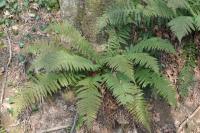 Dryopteris filix-mas