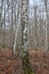 Betula pendula