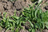 Allium ursinum