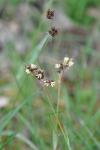 Luzula campestris