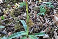 Orchis mascula