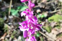Orchis mascula