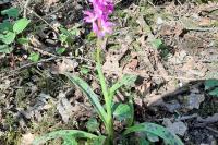 Orchis mascula