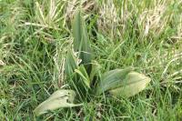 Himantoglossum hircinum