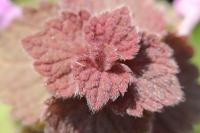Lamium purpureum