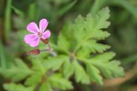 Geranium robertianum