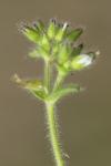 Cerastium glomeratum