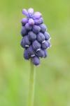 Muscari neglectum