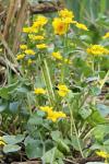Caltha palustris