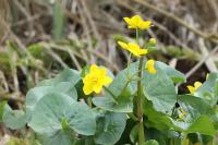 Caltha palustris