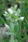 Cerastium glomeratum