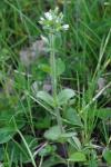 Cerastium glomeratum