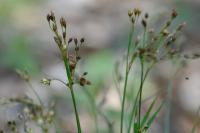 Luzula forsteri
