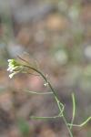 Arabidopsis thaliana