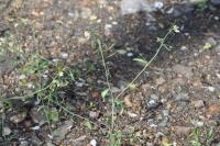 Arabidopsis thaliana