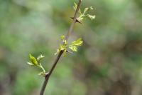 Robinia pseudoacacia